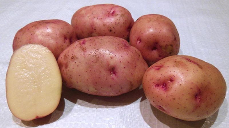 Classificatie van aardappelen naar type