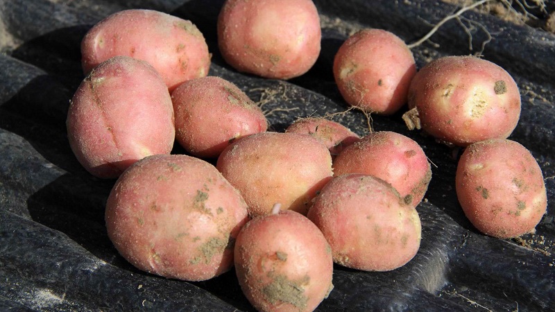تكنولوجيا تحضير البطاطس للزراعة
