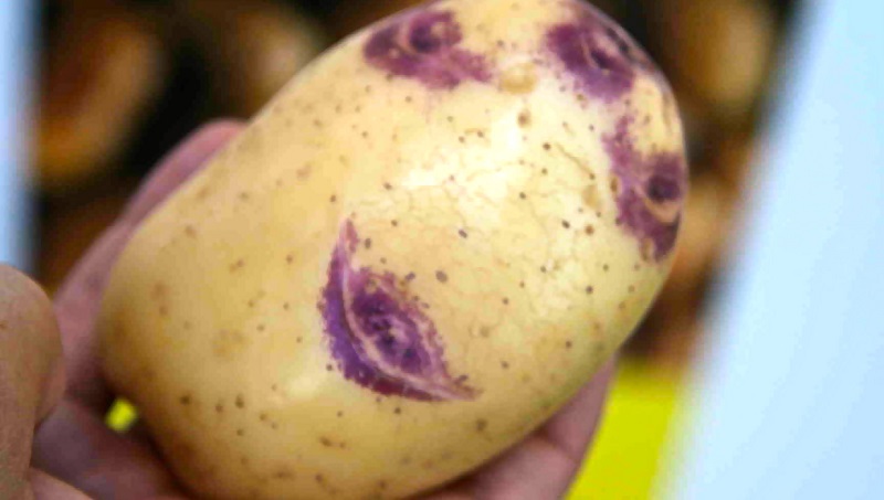Classificació de patates per tipus
