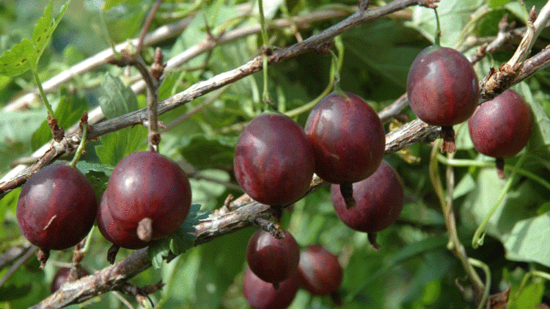 Olavi (Hinnonmaen Punainen) mataas na nagbubunga, malamig-mapagparaya na gooseberry