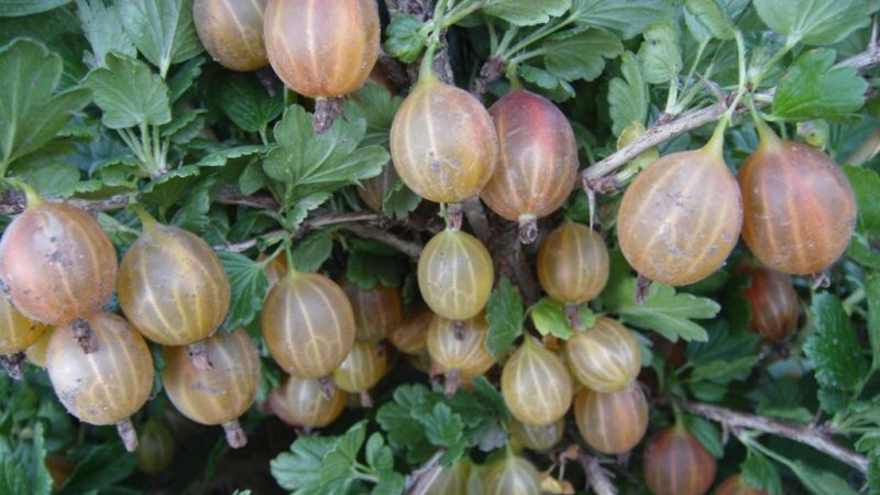 Olavi (Hinnonmaen Punainen) high-yielding, cold-tolerant gooseberry