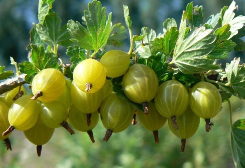 Belarus yetiştiricilerinden bektaşi üzümü çeşitleri: Ravol, Coral ve diğerleri