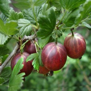 Variété de groseille à haut rendement aux fruits rouges foncés Russe