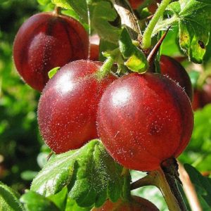 Variété de groseille à haut rendement aux fruits rouges foncés Russe
