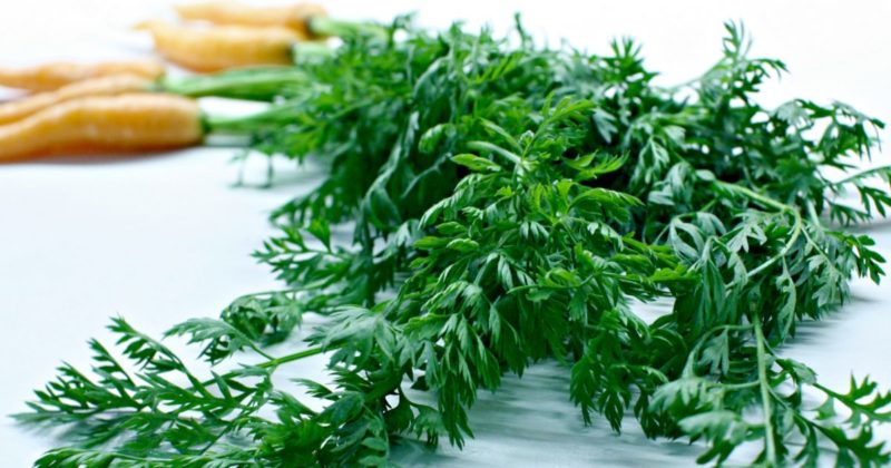 Невероятни лечебни свойства на морков върхове: рецепти и противопоказания