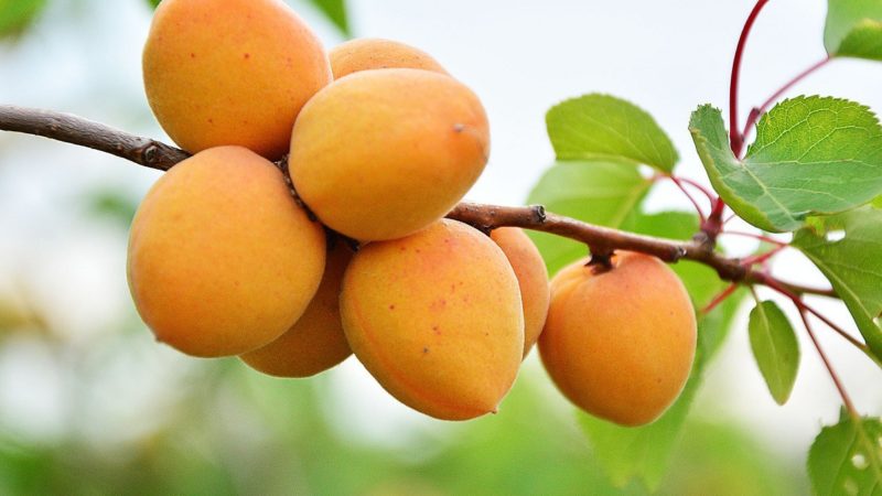 The best varieties of apricots for central Russia