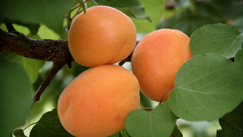 The best varieties of apricots for central Russia