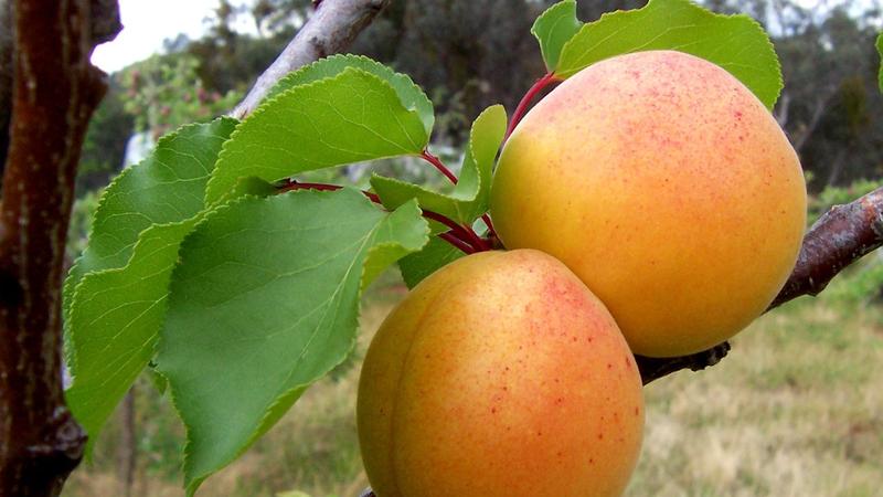 Les meilleures variétés d'abricots pour la Russie centrale