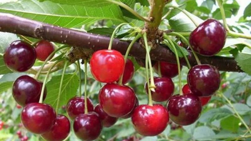 As variedades de cerejas mais produtivas e deliciosas