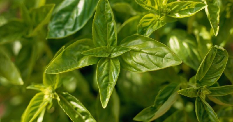 Difference between green and purple basil: benefits and harms, properties, uses