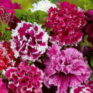 Description of varieties and features of growing terry petunia