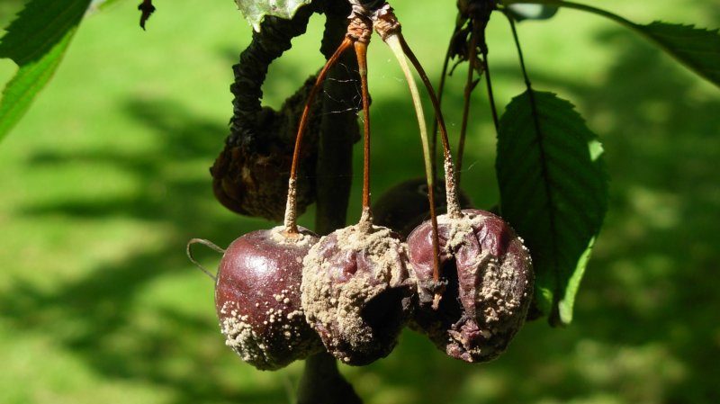 Didelio derlingumo ankstyvų prinokusių vyšnių veislė Malyshka