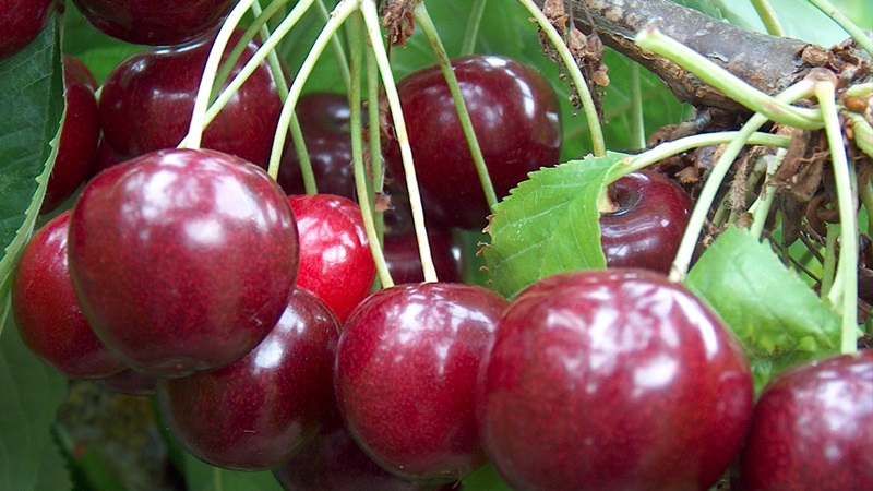The most productive and delicious varieties of cherries