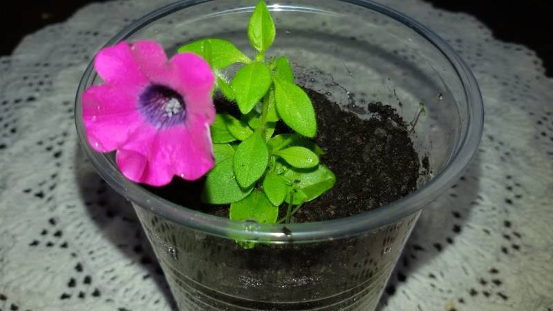 The best varieties of ampel petunias and features of their cultivation