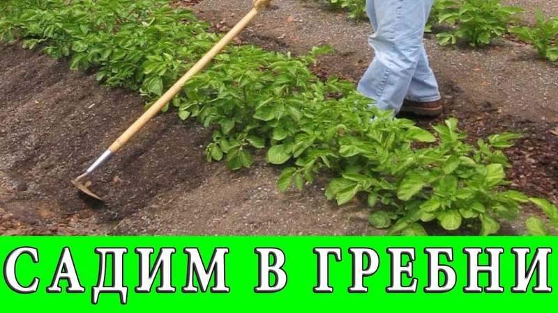 Prós e contras de plantar batatas em favos