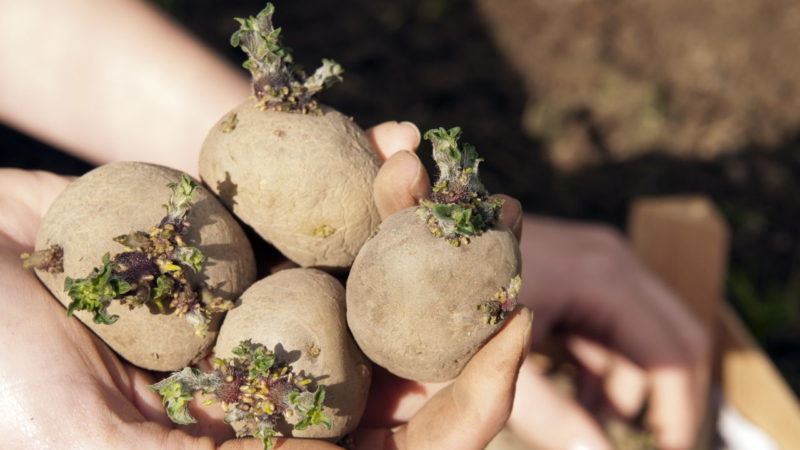 تكنولوجيا تحضير البطاطس للزراعة