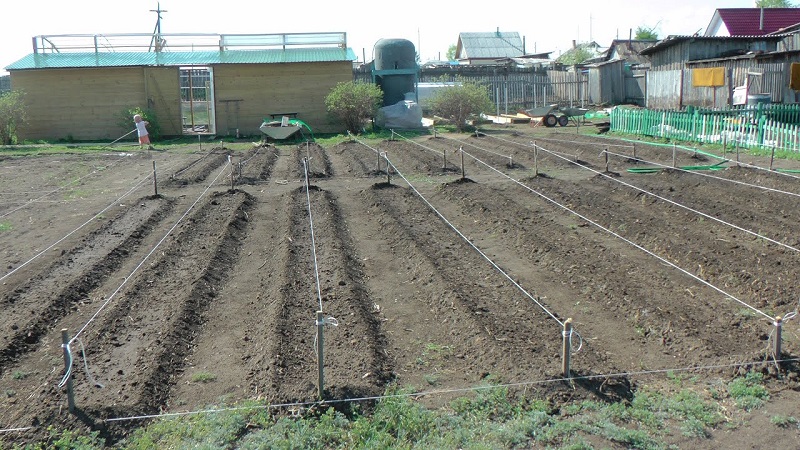 Planting and growing potatoes according to the Mittlider method for high yields