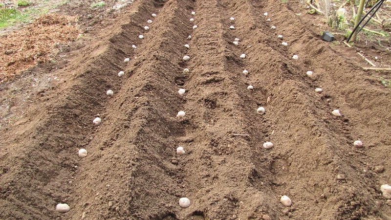New ways of planting potatoes and care features