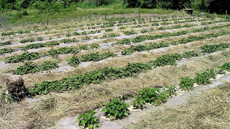 Ang pagtatanim at lumalagong patatas ayon sa pamamaraan ng Mittlider para sa mataas na ani