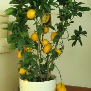 Wie man eine Zitrone pflanzt - Schritt für Schritt Anleitung