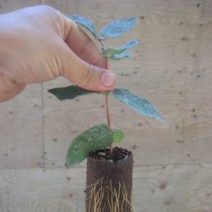 Madressilva trepadeira decorativa - cultivo, reprodução e cuidado