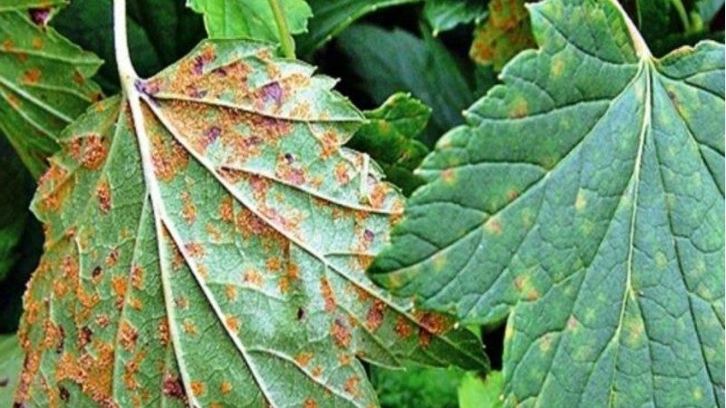 How to deal with currant rust and prevent its appearance