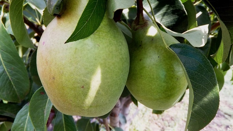 Listahan ng mga pinakamahusay na pear varieties para sa gitnang Russia