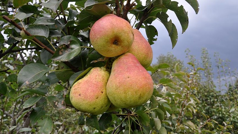 Ang pinaka-sweet at juiciest pear varieties