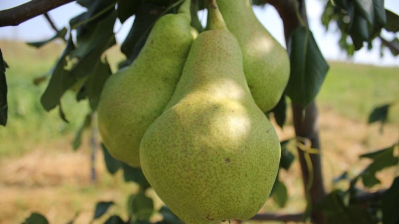 Ang pinaka-sweet at juiciest pear varieties