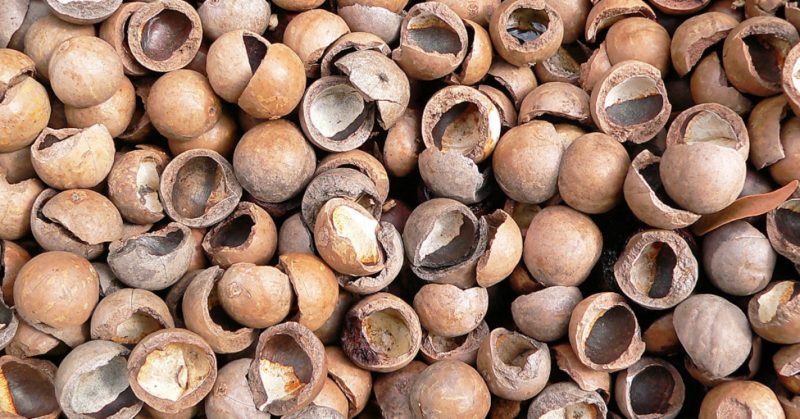 Macadamia nut shells - mga kapaki-pakinabang na katangian at gamit