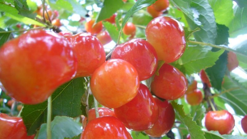 Ang fatezh cherry variety na angkop para sa paglilinang sa Central Russia
