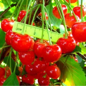 Ang fatezh cherry variety na angkop para sa paglilinang sa Central Russia