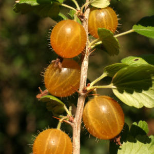 Sweet frost-resistant gooseberry variety Amber