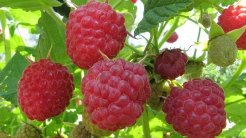 Instructions for caring for raspberries in spring after winter and advice from experienced gardeners