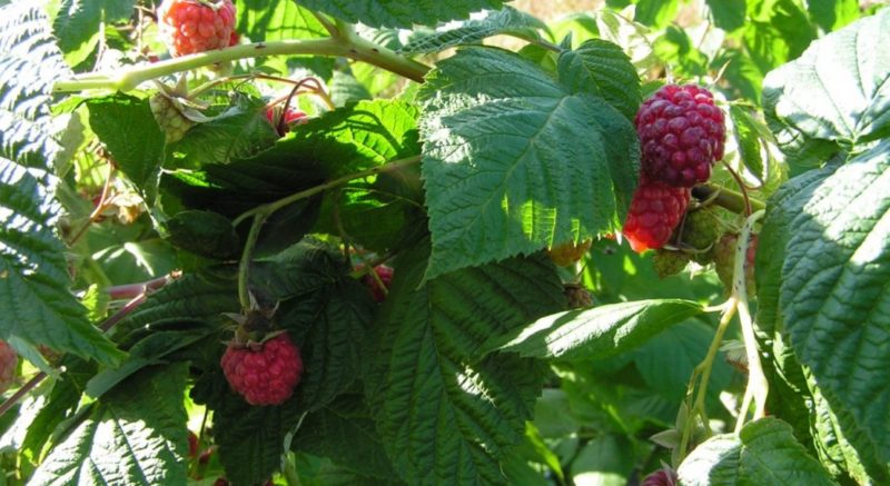 How to feed raspberry ash in the summer: instructions