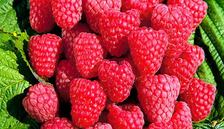 Raspberry varieties for the middle lane