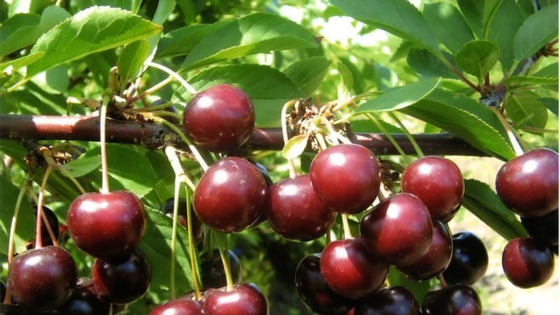 Mabilis na lumalagong resistensya ng Tamaris cherry