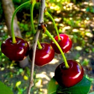 Rýchlo rastúca rezistencia Tamaris cherry