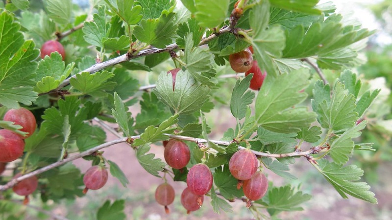 Ang pinakamahusay na mga varieties ng gooseberry para sa mga Urals at Siberia: paglalarawan at mga pagsusuri