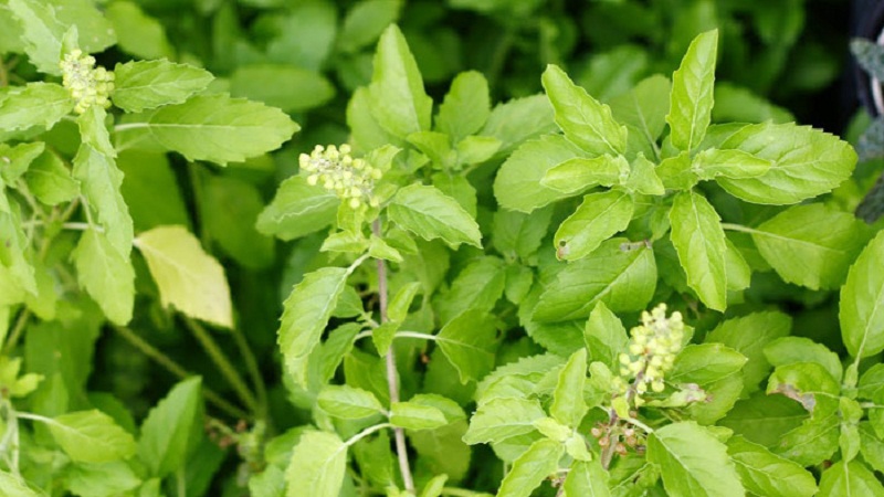 Thin-colored basil - uses and benefits