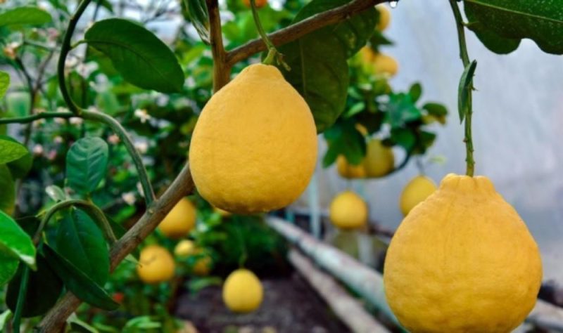 Uzbek lemon - differences and features of cultivation