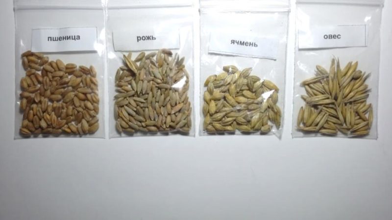 ما هي الاختلافات بين القمح والجاودار والشوفان والشعير: الصورة والخصائص المقارنة