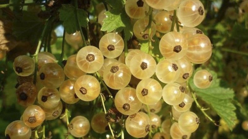 Versailles currant - description and characteristics of the variety