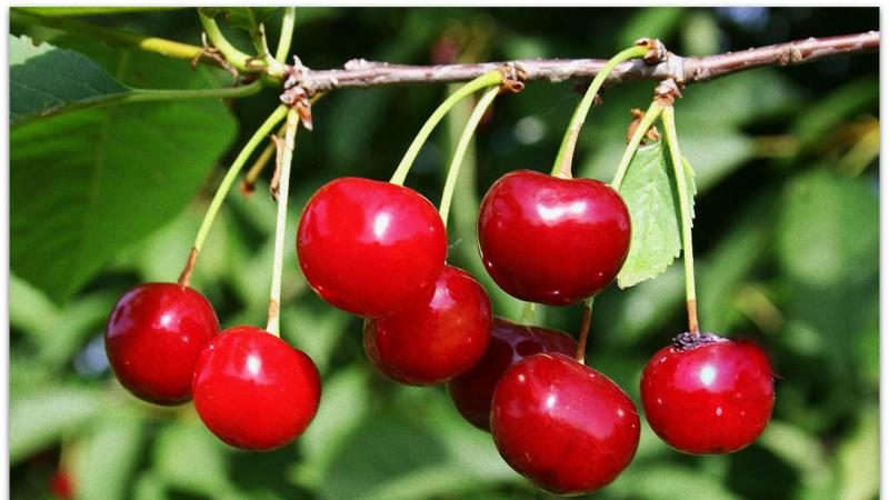 Didelio derlingumo ankstyvų prinokusių vyšnių veislė Malyshka