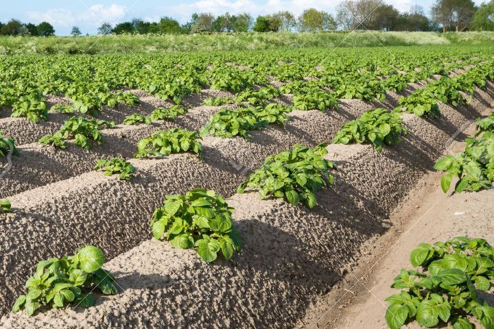 طرق جديدة لزراعة البطاطس وميزات العناية
