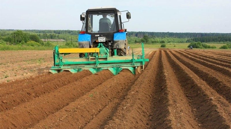 مزايا وعيوب زراعة البطاطس باستخدام التكنولوجيا الهولندية
