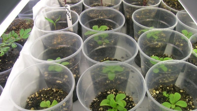 Hoe petunia uit zaden thuis te laten groeien: zaailingen zaaien, verzorgen, verplanten in de volle grond
