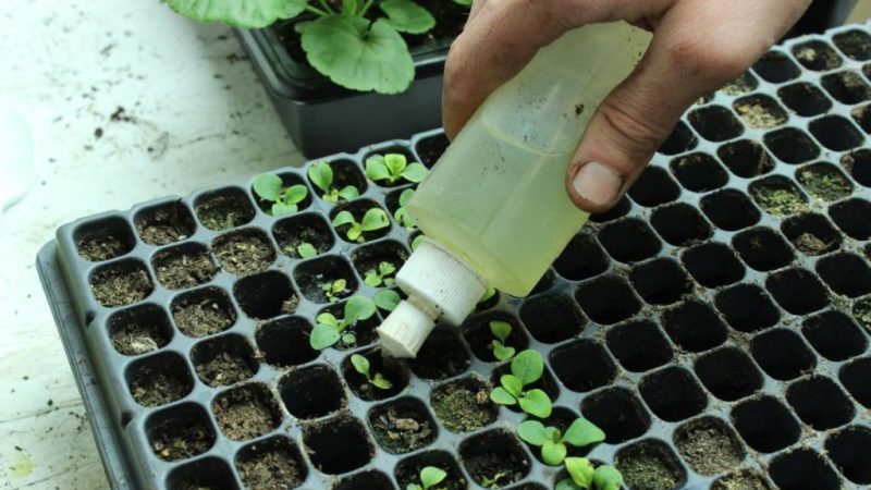 Hoe petunia uit zaden thuis te laten groeien: zaailingen zaaien, verzorgen, verplanten in de volle grond
