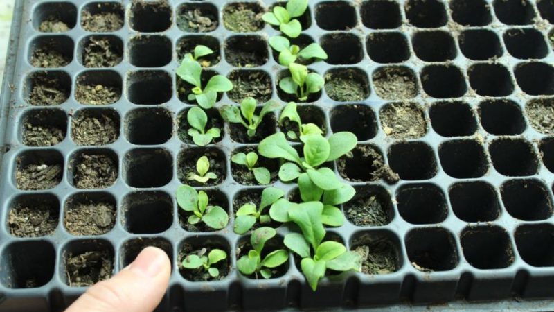 Как да отглеждаме петуния от семена у дома: засяване на разсад, грижи, пресаждане в открита земя