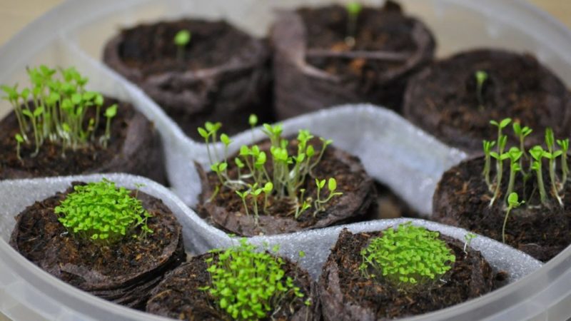 Как да отглеждаме петуния от семена у дома: засяване на разсад, грижи, пресаждане в открита земя